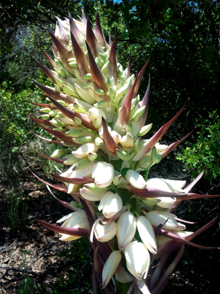 Blooming Yucca - Pacific Crest Trail