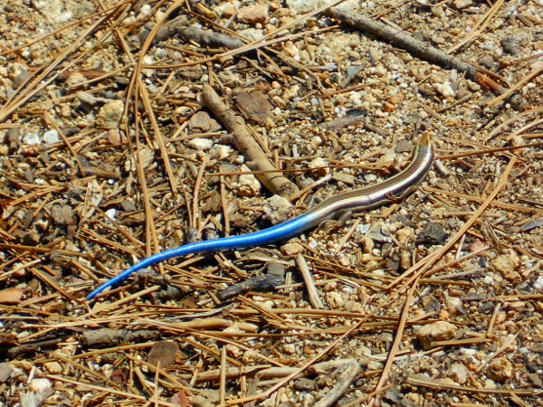Western Skink - Pacific Crest Trail