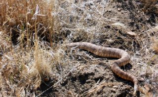 A Rattlesnake - Pacific Crest Trail