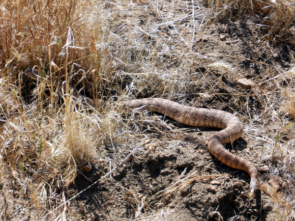 A Rattlesnake - Pacific Crest Trail