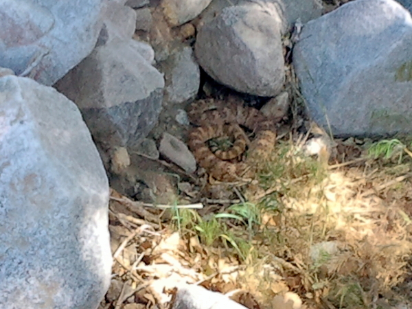 Another Rattlesnake - Pacific Crest Trail