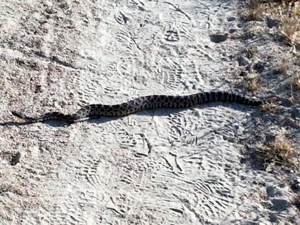 And Another Rattlesnake - Pacific Crest Trail