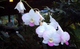 Orchids - Khlong Sok - Thailand