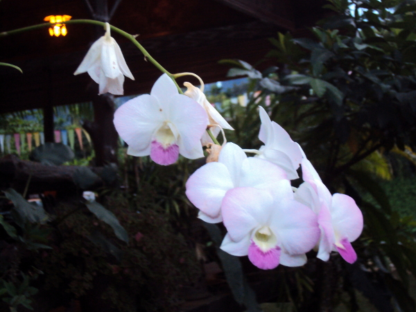Orchids - Khlong Sok - Thailand