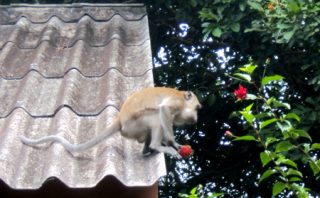 Long Tailed Macaque - Khlong Sok - Thailand