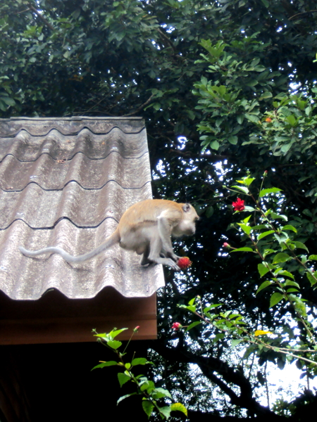 Long Tailed Macaque - Khlong Sok - Thailand