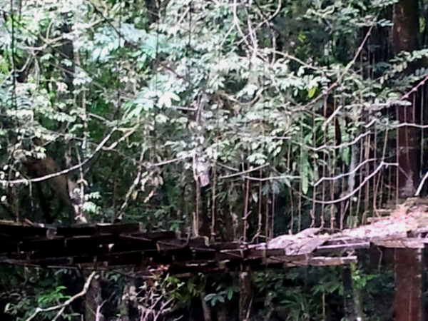 Old Suspension Bridge - Khao Sok National Park - Thailand