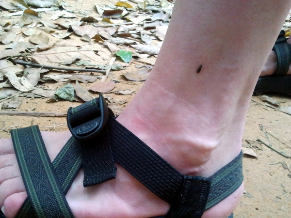 A Leech - Khao Sok National Park - Thailand