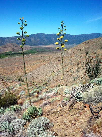 Century Plant - San Felipe Hills - PCT