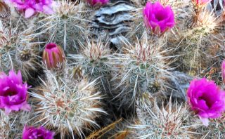 Blooming Cactus