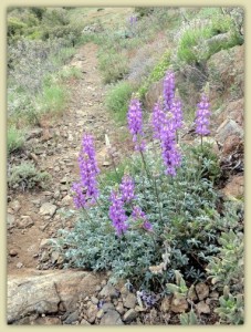 Trailside Lupines