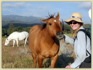 Horse Friends on the Pacific Crest Trail