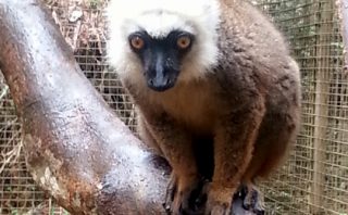 White Fronted Brown Lemur - Ivoloina Park - Madagascar