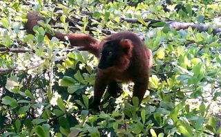 Hybrid Lemur - Pangalenes Canal - Madagascar