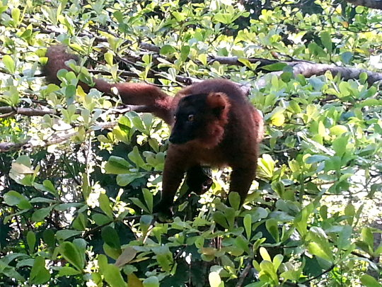 Hybrid Lemur - Pangalanes Canal - Madagascar