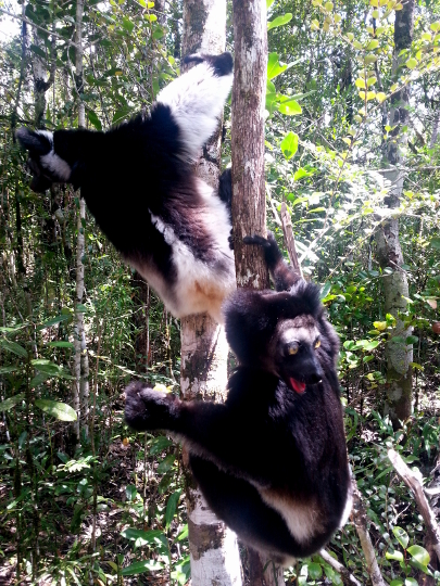 Indri Lemurs - Pangalanes Canal - Madagascar