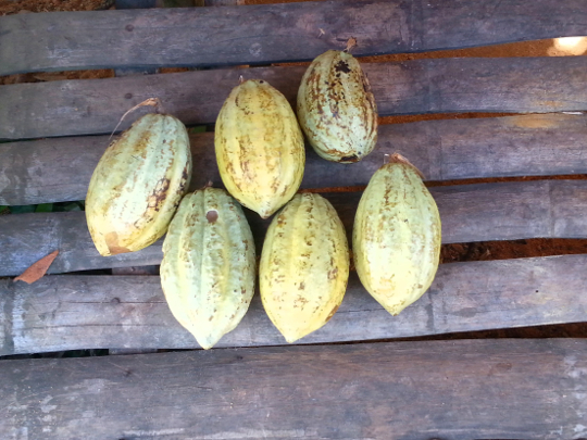 Cacao - RN2 - Madagascar