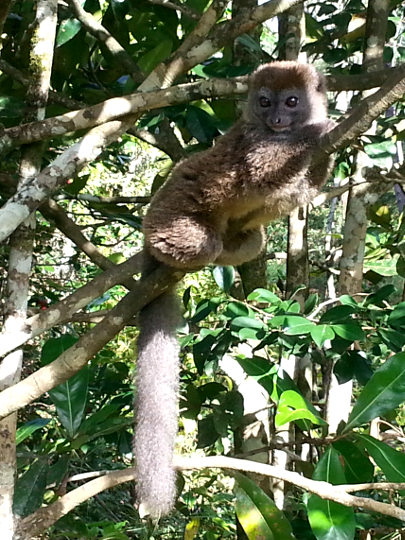 Gray Bamboo Lemur - Vakona Lodge - Andasibe - Madagscar