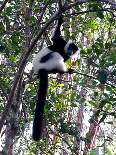 Black and White Ruffed Lemur - Vakona Lodge - Andasibe - Madagscar