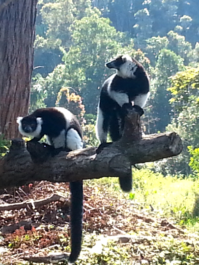 Black and White Ruffed Lemur - Vakona Lodge - Andasibe - Madagscar