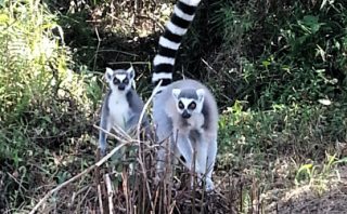 Ring Tail Lemurs - Vakona Lodge - Andasibe - Madagascar