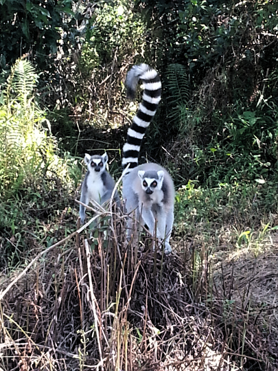 Ring Tail Lemurs - Vakona Lodge - Andasibe - Madagascar