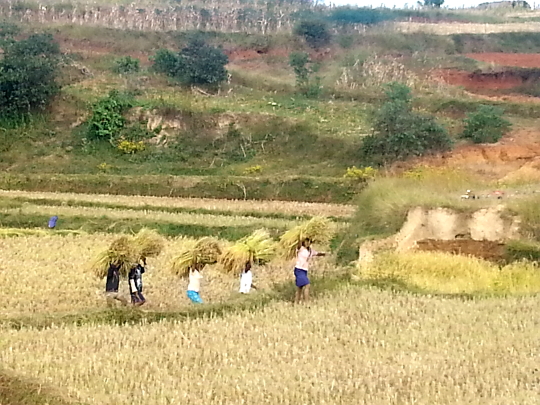 Rice Harvest - Antsirabe - Madagascar