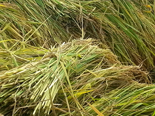 Rice Harvest - Antsirabe - Madagascar