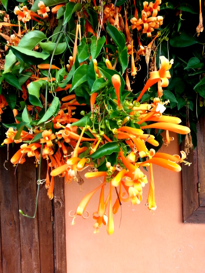 Flame Vine - Résidence Madalief - Antsirabe - Madagascar