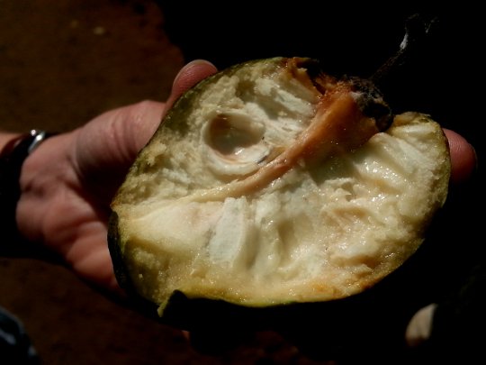 Coeur de Boef - Roadside Fruit Stand on RN7 - Madagascar
