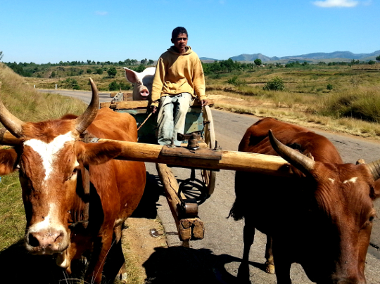 Pig in an Oxcart on RN7 - Madagascar