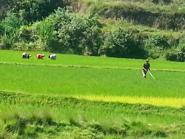 People Working in Rice Fields Along RN2