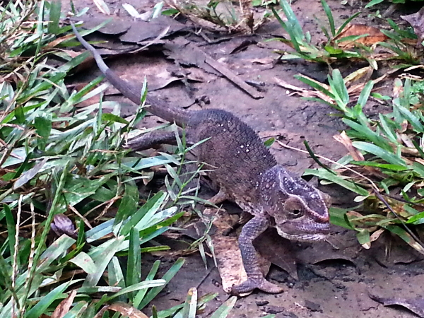 Short Horned Chameleon - Mitsinjo - Andasibe - Madagascar