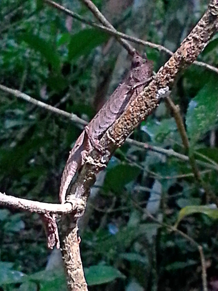 Stump Tail Chameleon - Mitsinjo - Andasibe - Madagascar