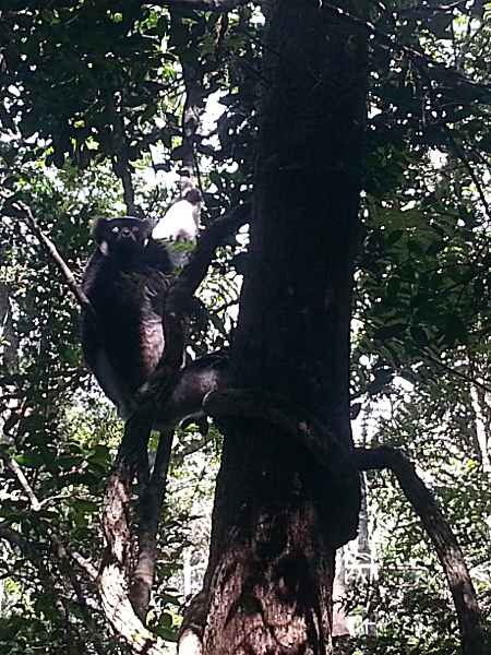 Indri Lemur - Mitsinjo - Andasibe - Madagascar