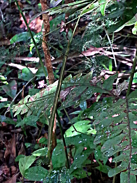 Stick Bug - Mitsinjo - Andasibe - Madagascar