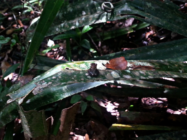 Small Frog - Mitsinjo - Andasibe - Madagascar