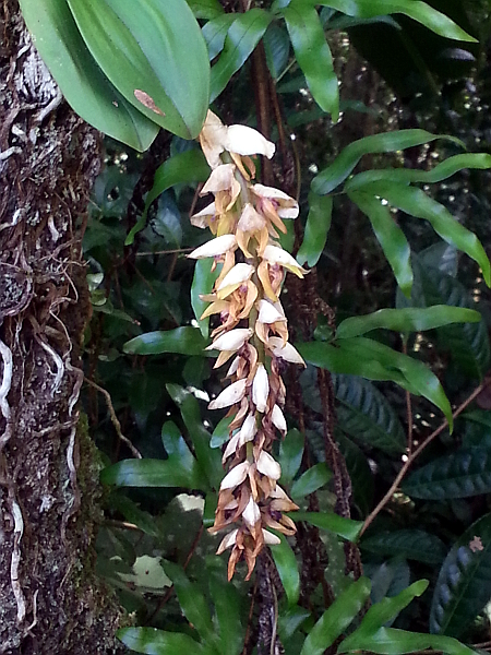 Bulbophyllum occlusum Orchid - Mitsinjo - Andasibe - Madagascar