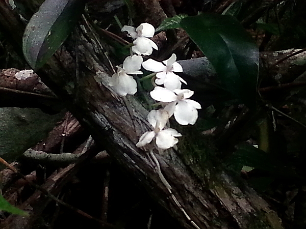 A late blooming twisted Snail Oenia orchid. Photo by Brett Fisher.